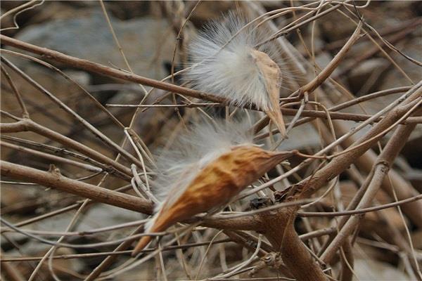 Cultivation methods and precautions of sweet potato