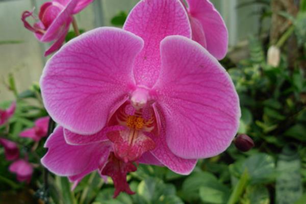 The difference between Phalaenopsis and Dendrobium butterfly