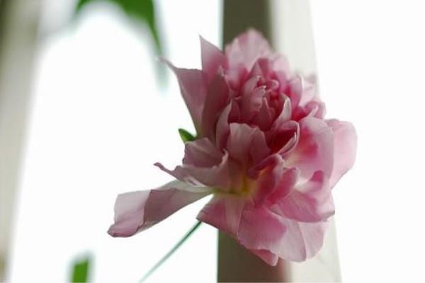 The flowering period of the peony