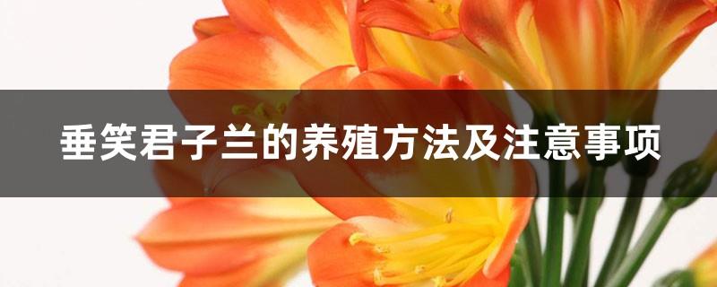 Cultivation methods and precautions of Smiling Clivia