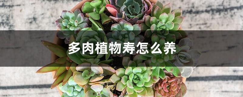 How to grow succulents