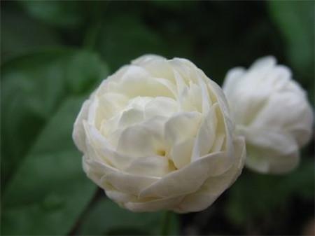 Beautiful Tiger Head Jasmine