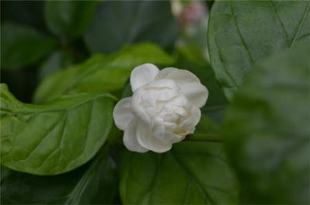 Baozhu Jasmine