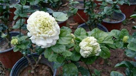 Tiger Head Jasmine