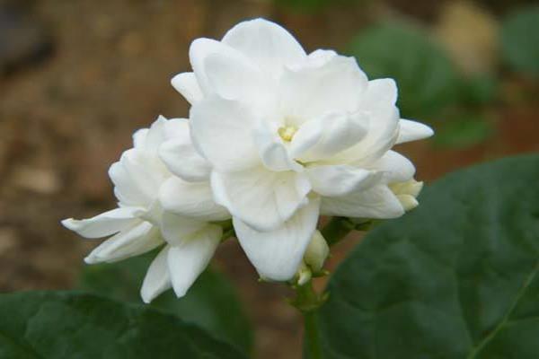 The difference between tiger head jasmine and pearl jasmine