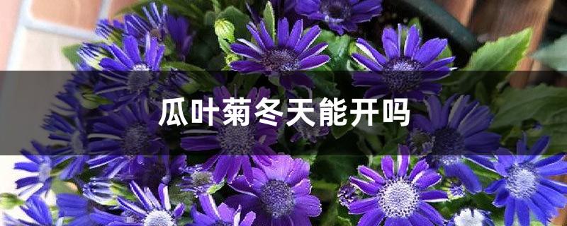 Can cineraria bloom in winter