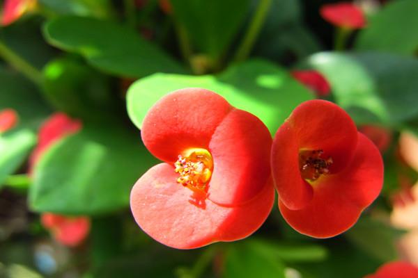 Can tiger thorn plum bloom in winter