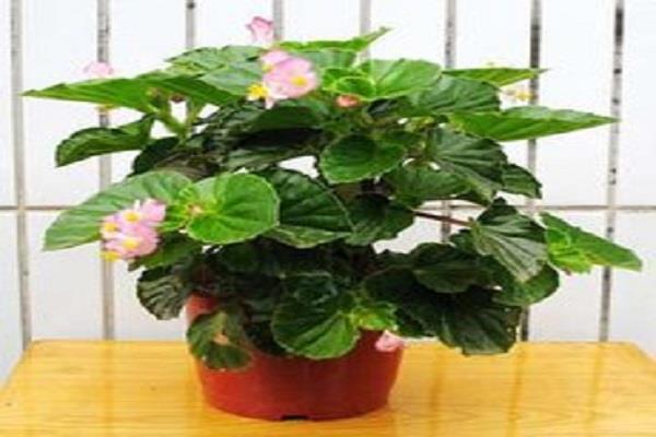 The difference between Lige Begonia and Glass Begonia