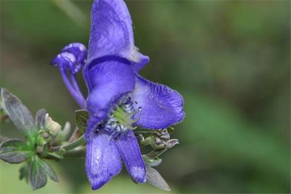 Cultivation methods and precautions of Aconitum melon leaves