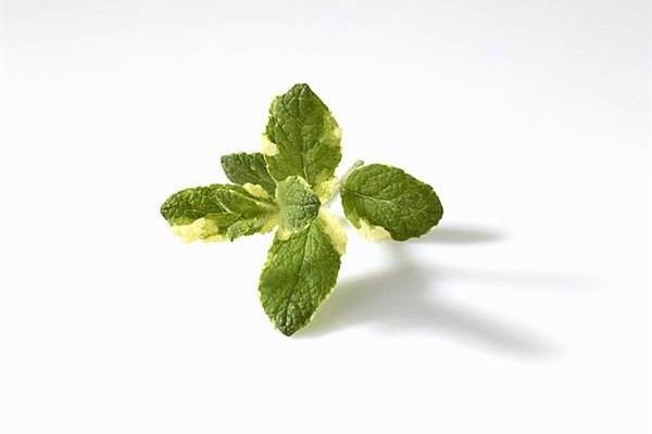 How to breed apple mint