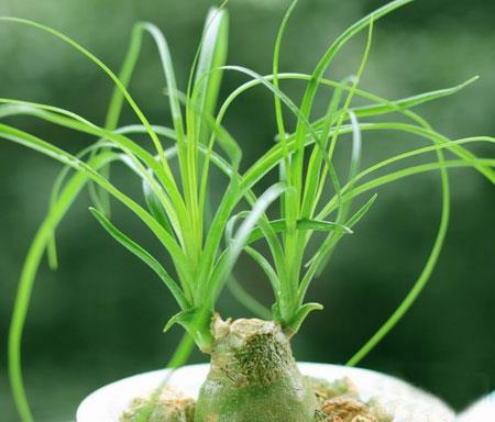 Green Wine Bottle Orchid