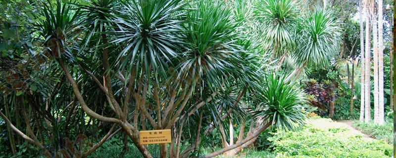 The difference between dragon blood tree and wine bottle orchid