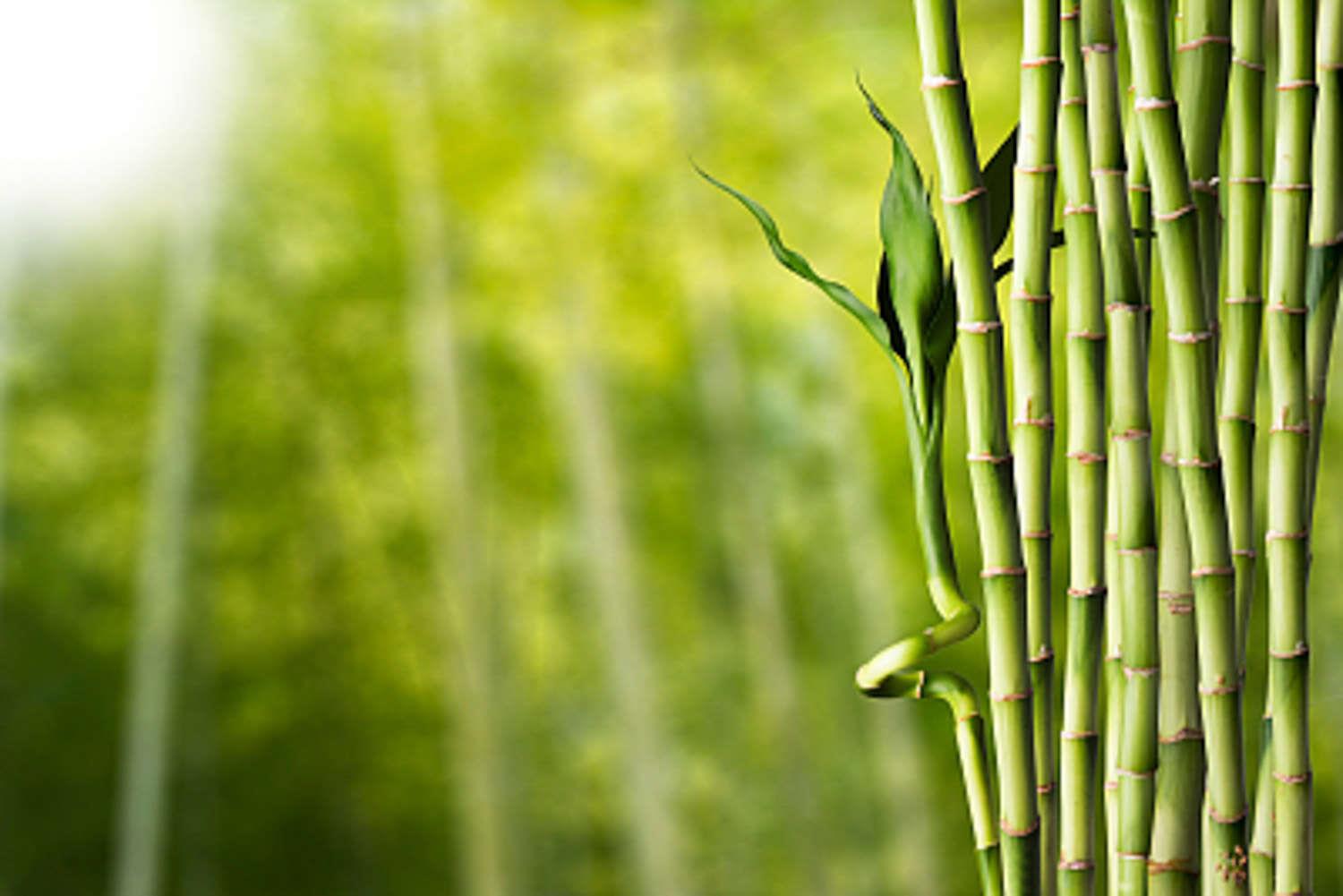 Bamboo