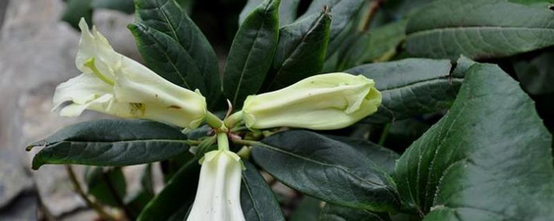 Lily and Rhododendron Breeding Methods and Precautions