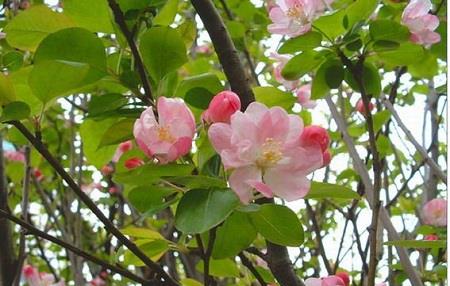 Begonia flowers bloom