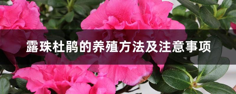 Cultivation methods and precautions of Dewdrop Rhododendron