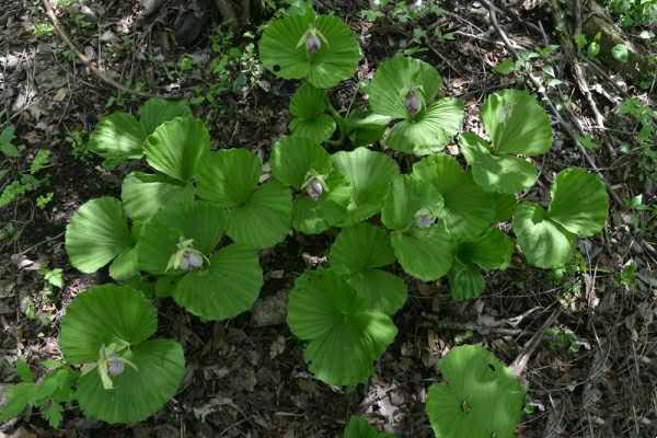 Cultivation methods and precautions for Cypripedium fancifolia