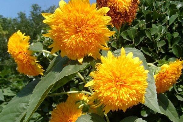 Thousand-petal sunflower cultivation methods and precautions