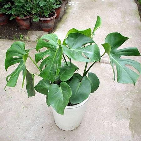 Monstera