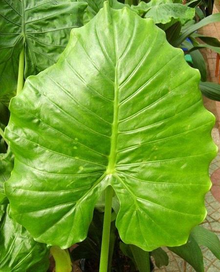 Drip-dropping Guanyin leaves