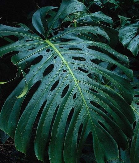 Monstera leaves