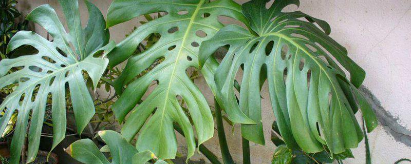 The difference between Dripping Guanyin and Monstera deliciosa