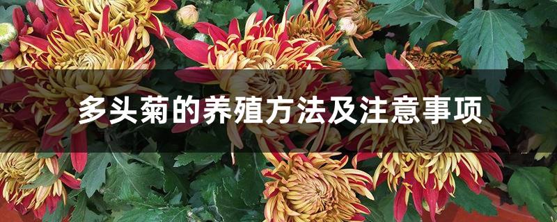 Cultivation methods and precautions of multi-head chrysanthemum