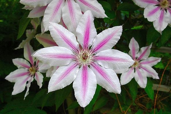 The difference between trochanterus and clematis