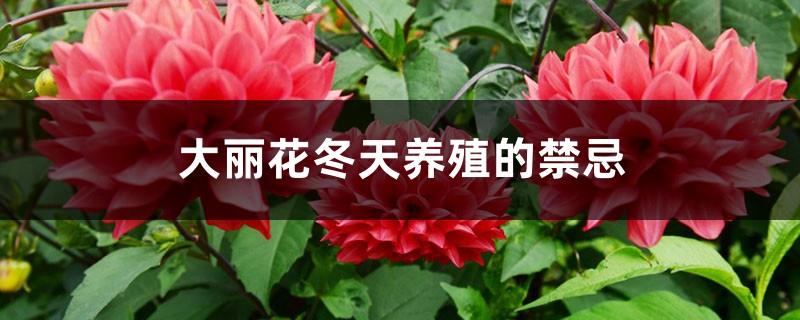 Taboos of Dahlia Breeding in Winter