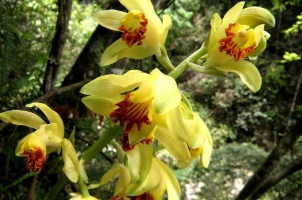 Cultivation methods and precautions of Heding Orchid