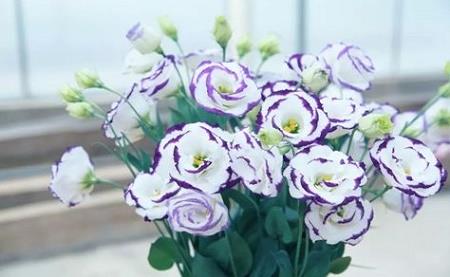 Lisianthus