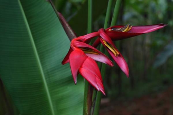 The cultivation methods and precautions of Scorpion Banana