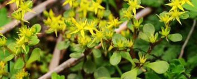 Cultivation methods and precautions of Sedum bulbils