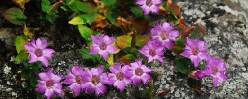 Can red gentian bloom in winter