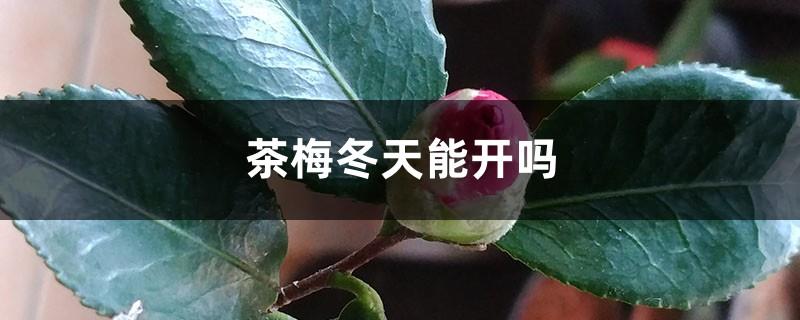 Can Camellia Sinensis Bloom in Winter