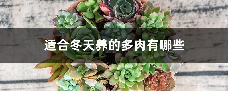 What are the succulents suitable for raising in winter