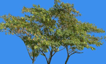 Leucaena plant