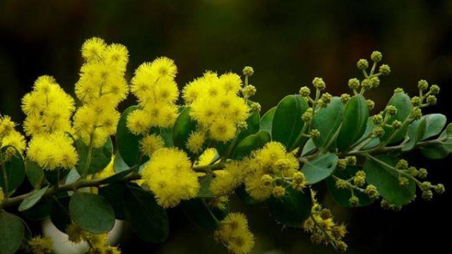 The difference between leucaena and acacia