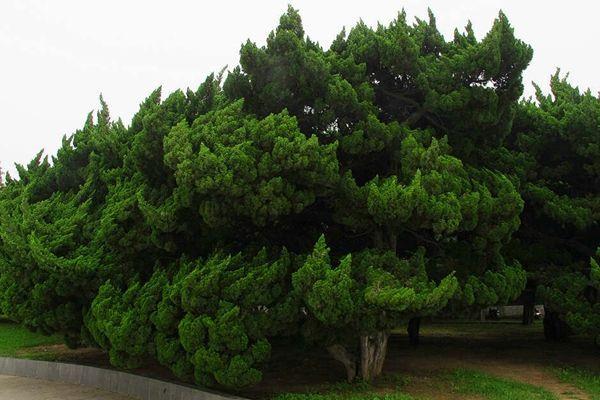 Main varieties of juniper