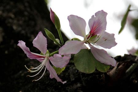 Sheep's hoof beetle blooming