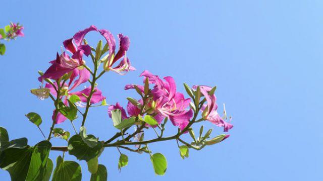 The difference between sheep's hoof beetle and bauhinia bauhinia