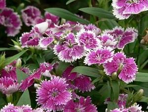 Colorful Dianthus