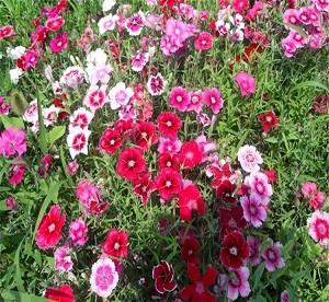 Colorful Dianthus Blooming