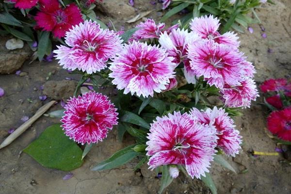 The difference between Changxia dianthus and multicolored dianthus