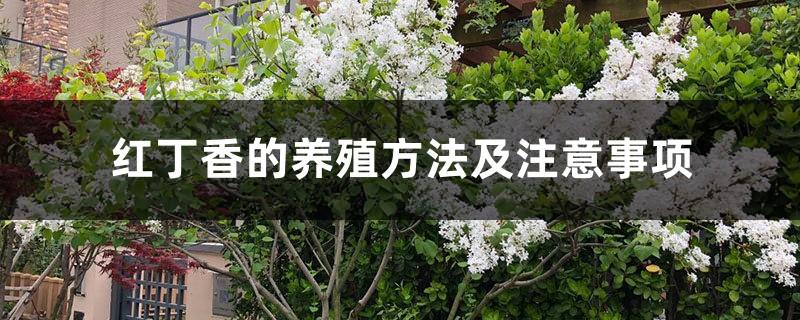 Red lilac breeding methods and precautions