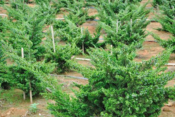 Cultivation methods and precautions of Cypress cypress