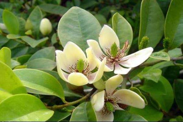 Cultivation methods and precautions of Sichuan Hanxiao