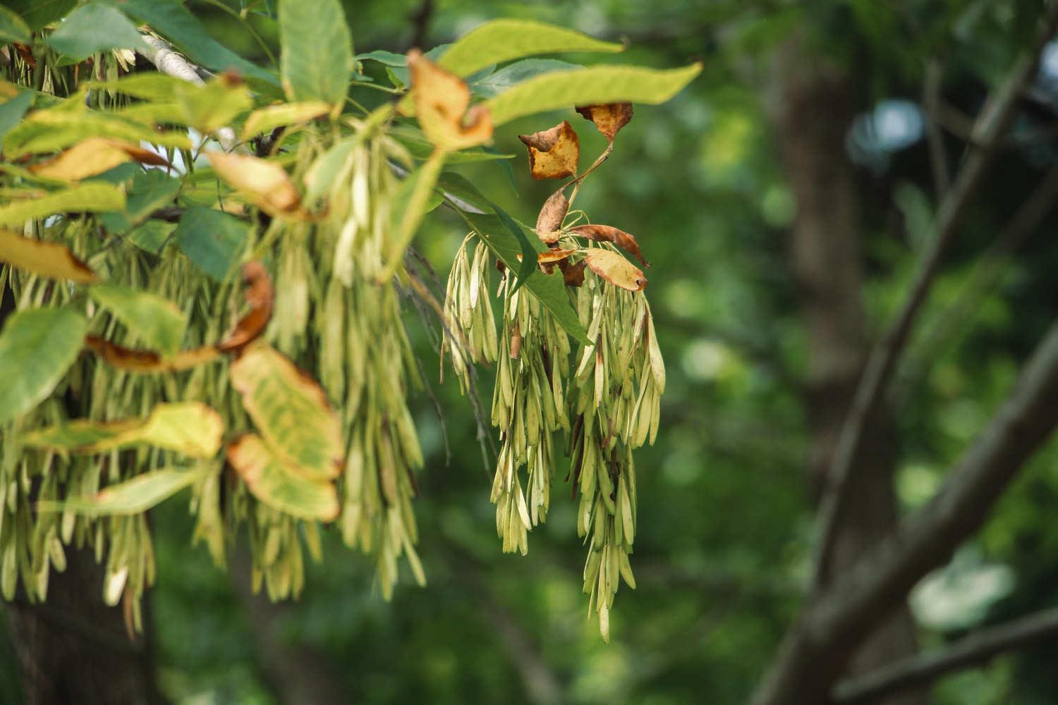 Ash Tree