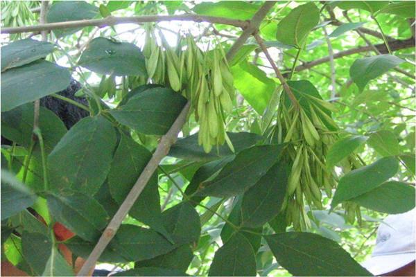 Ash tree cultivation methods and precautions