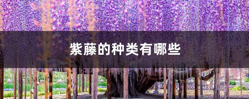 What are the types of wisteria